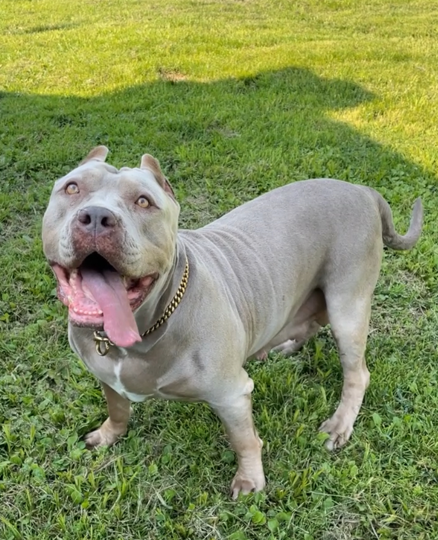Dog Featured Image
