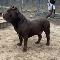 Dog Featured Image