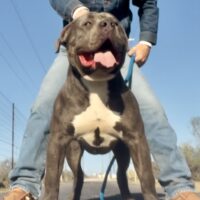 Dog Featured Image