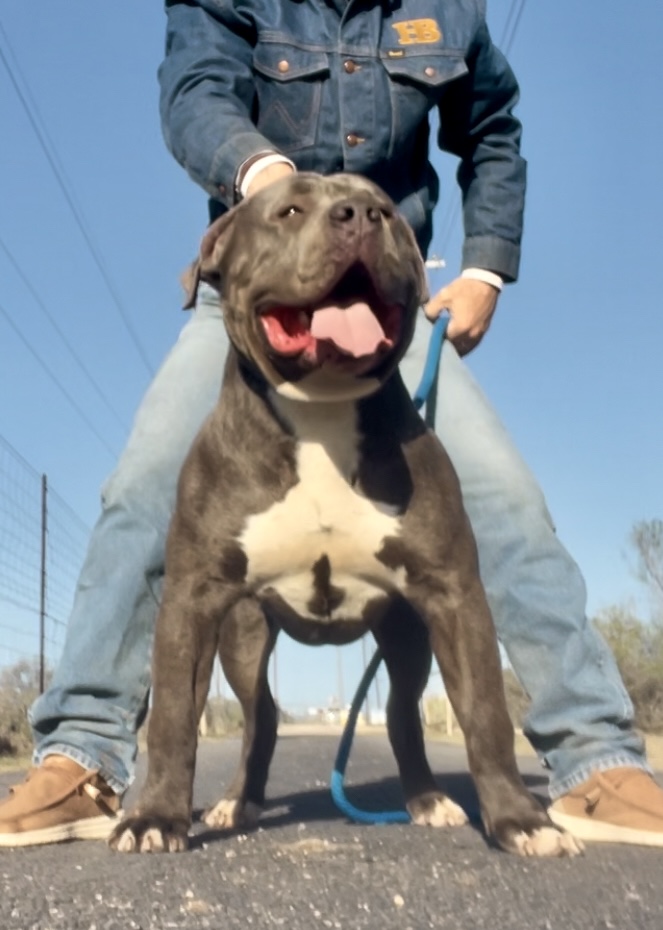 Dog Featured Image