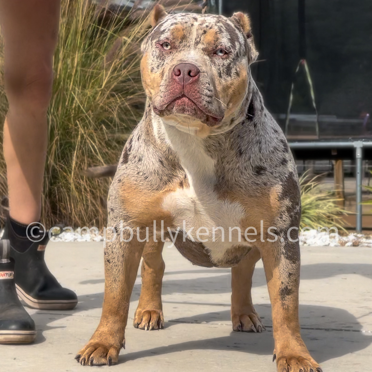 Dog Featured Image
