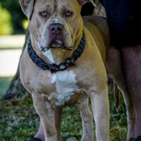 Dog Featured Image