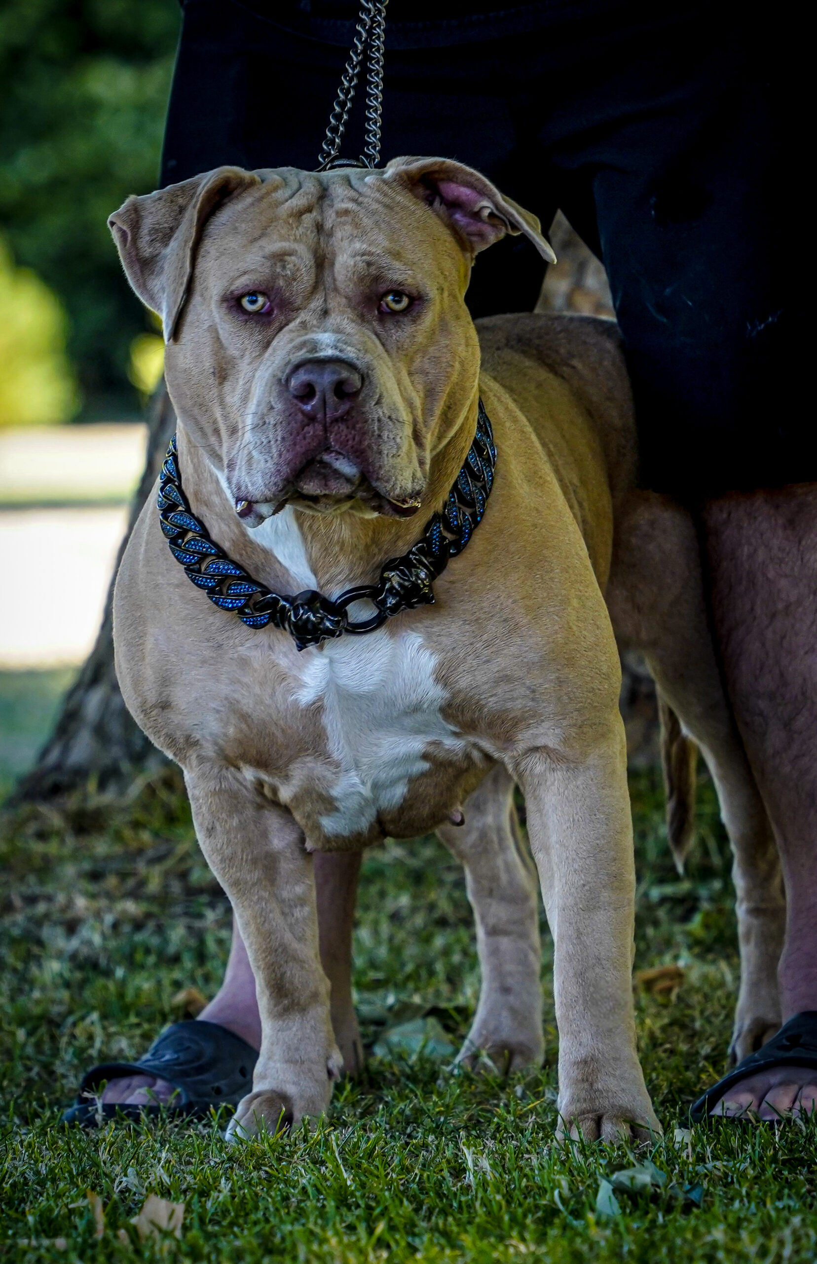 Dog Featured Image