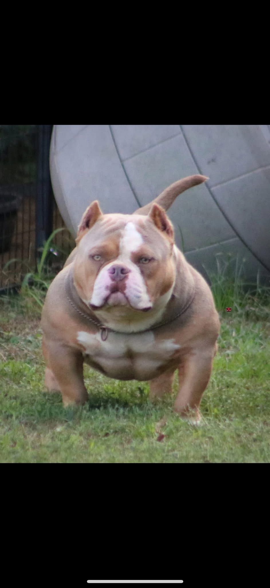 Dog Featured Image
