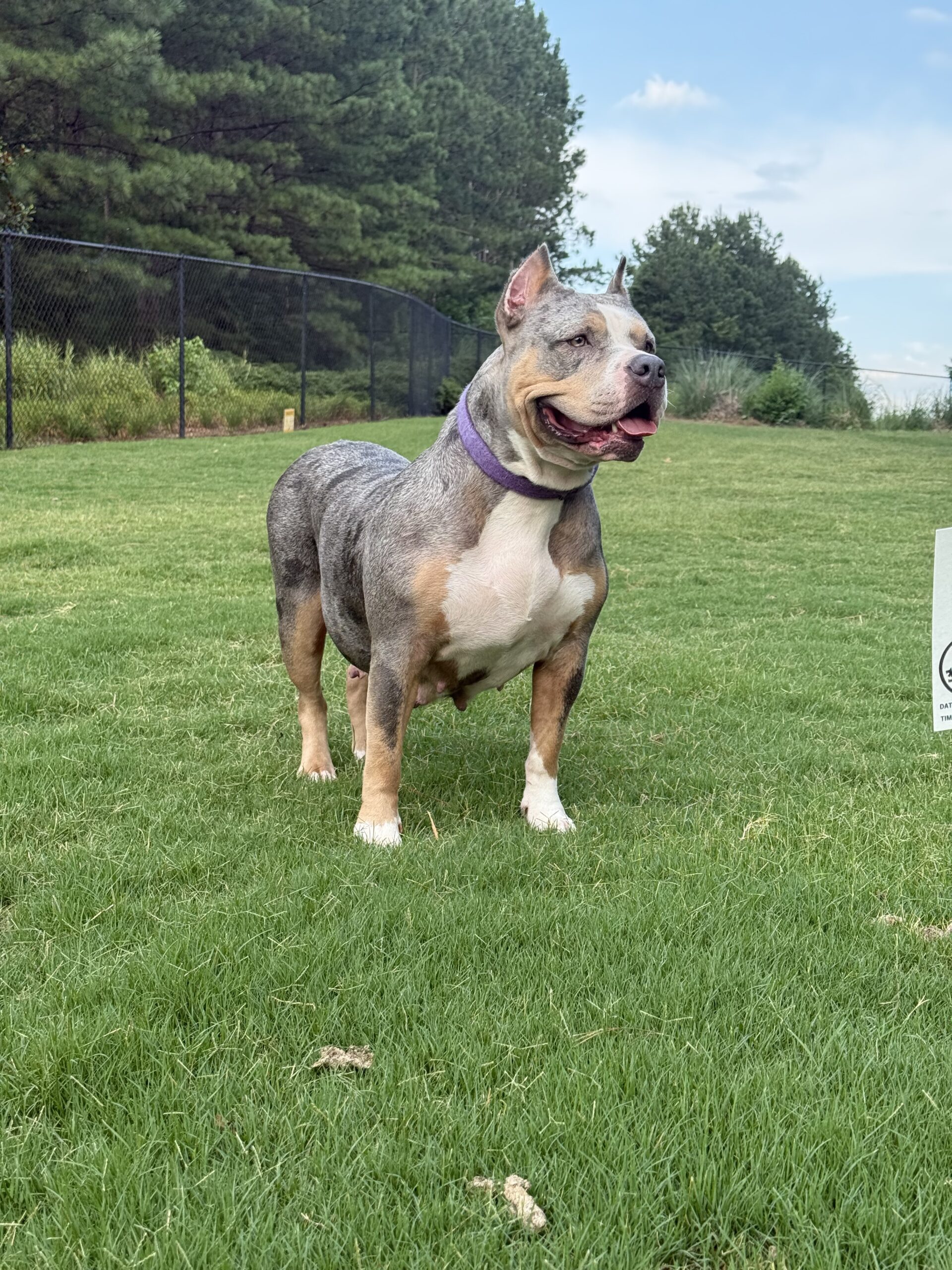 Dog Featured Image