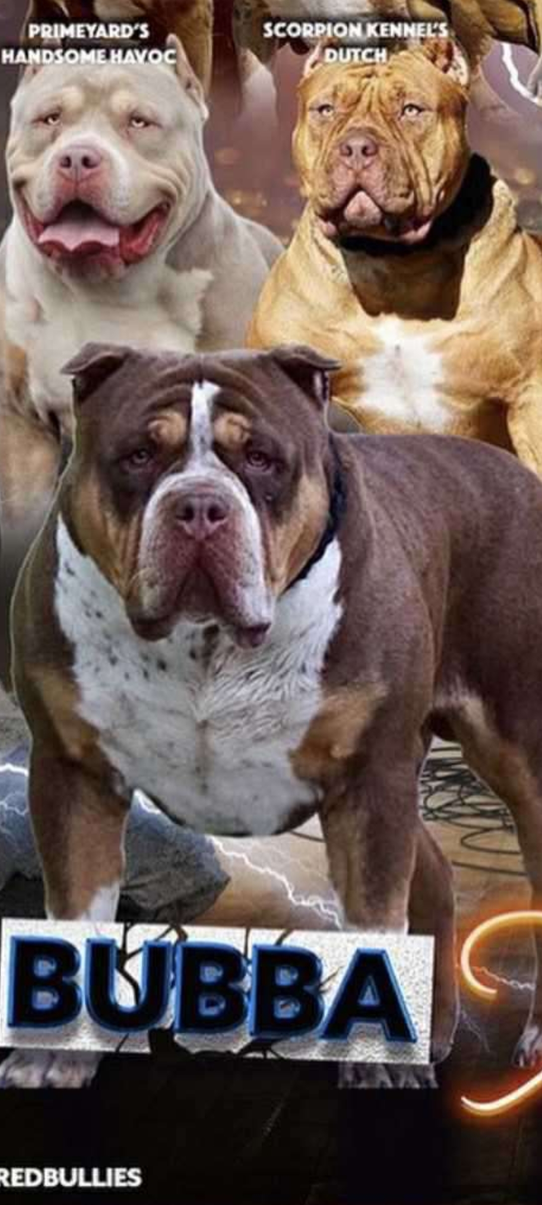 Dog Featured Image