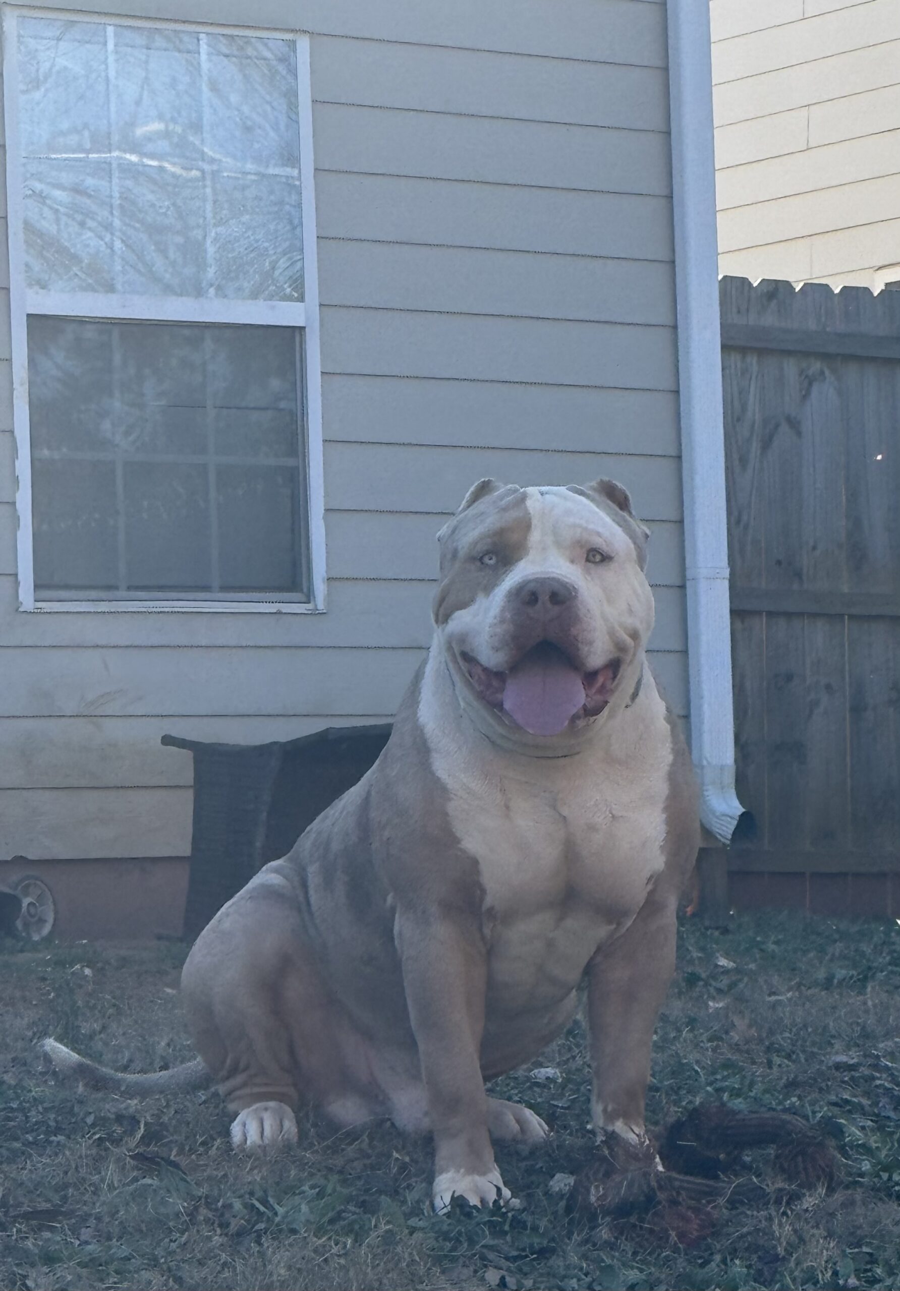 Dog Featured Image