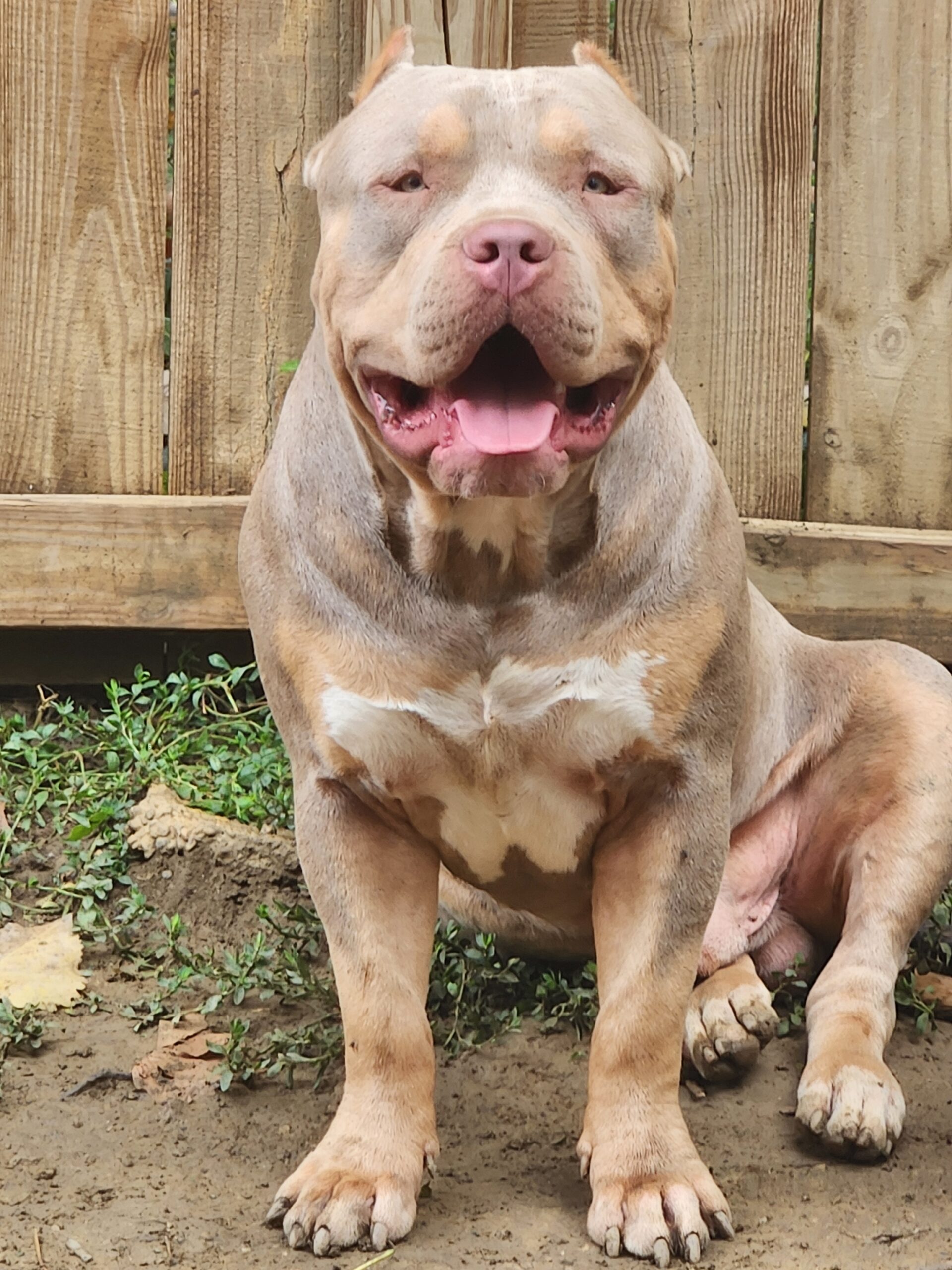 Dog Featured Image