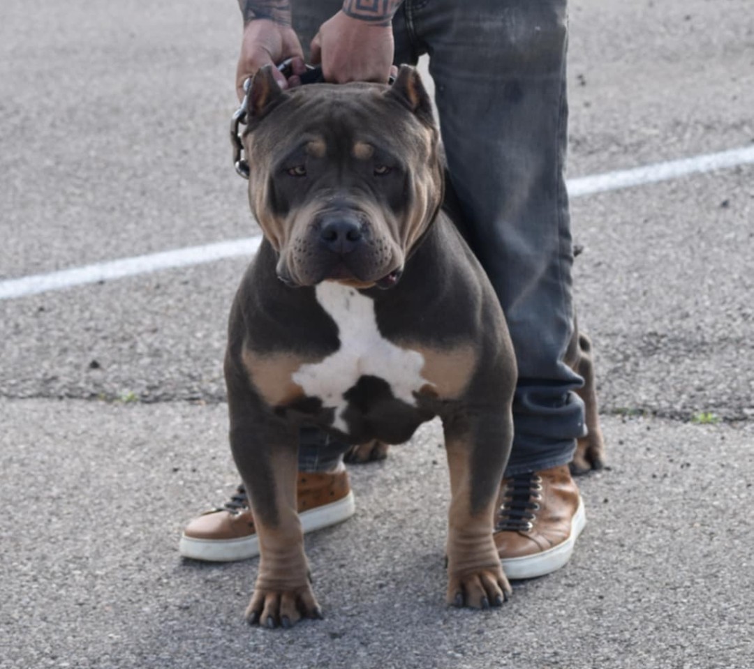 Dog Featured Image
