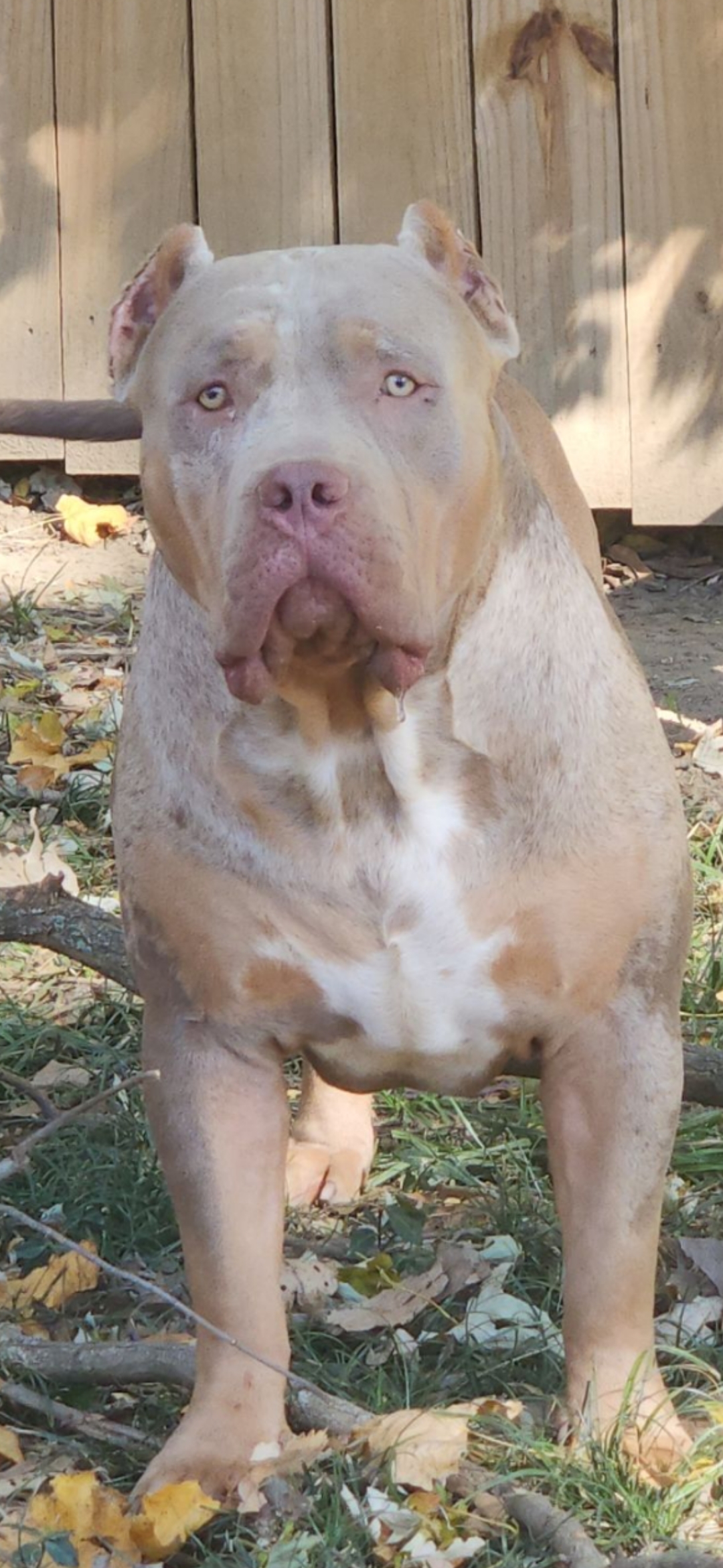 Dog Featured Image