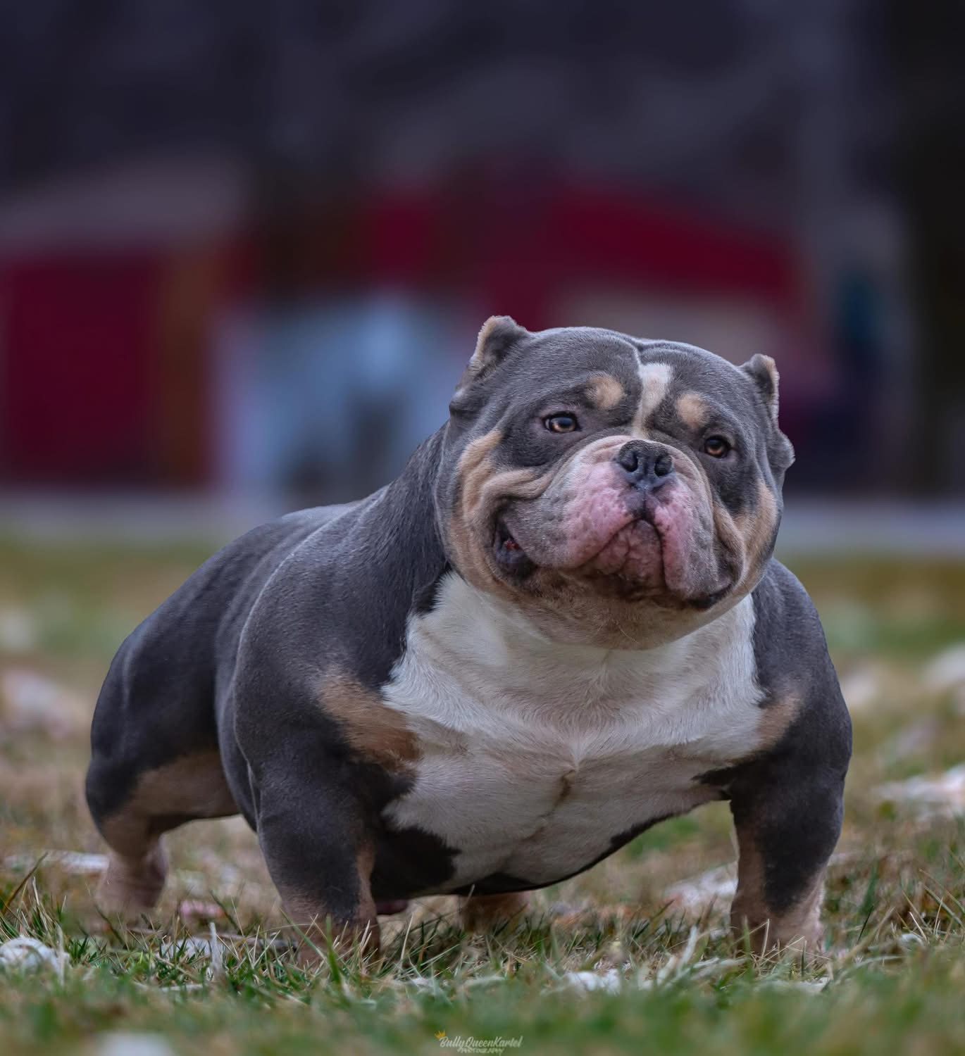 Dog Featured Image