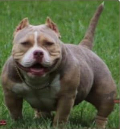 Dog Featured Image