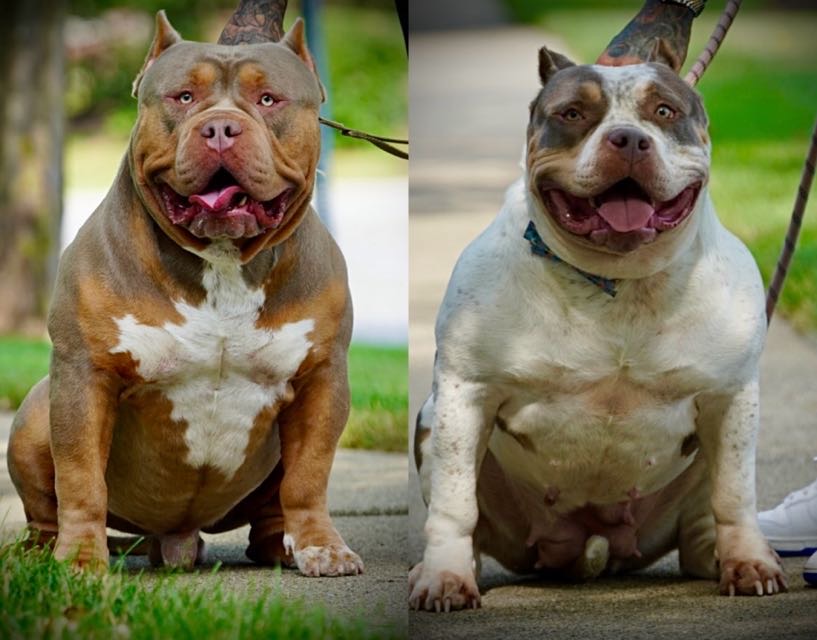 Dog Featured Image