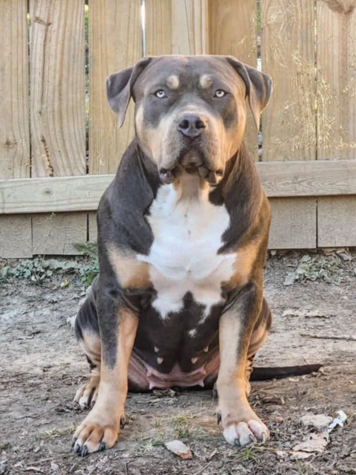 Dog Featured Image