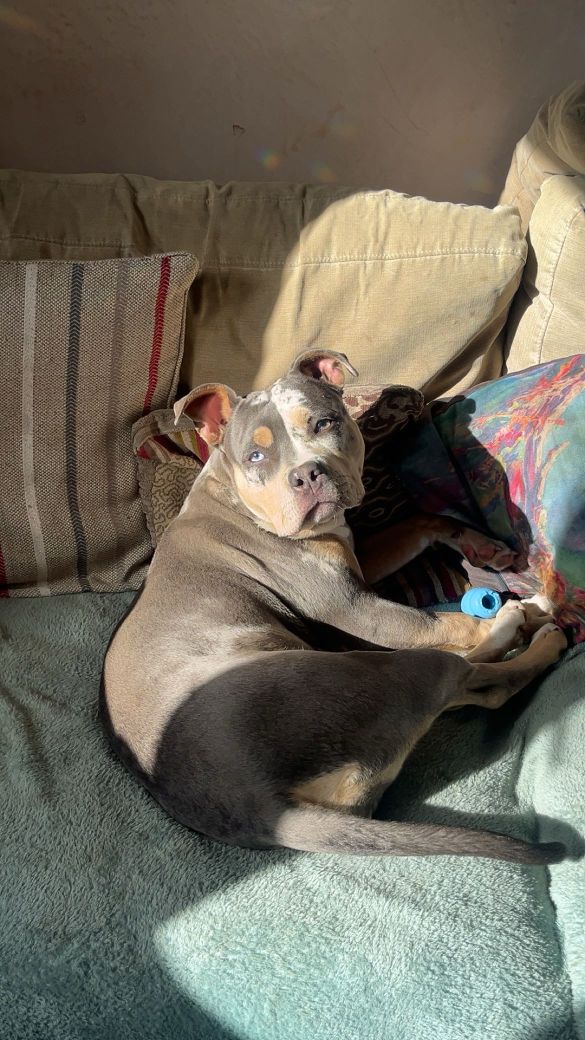 Dog Featured Image