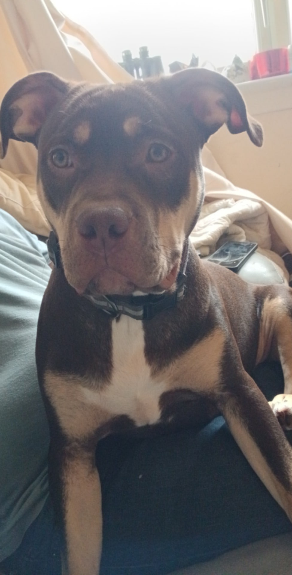 Dog Featured Image