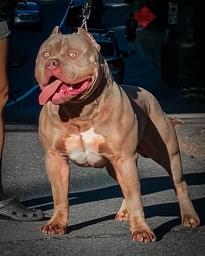 Dog Featured Image