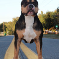 Dog Featured Image