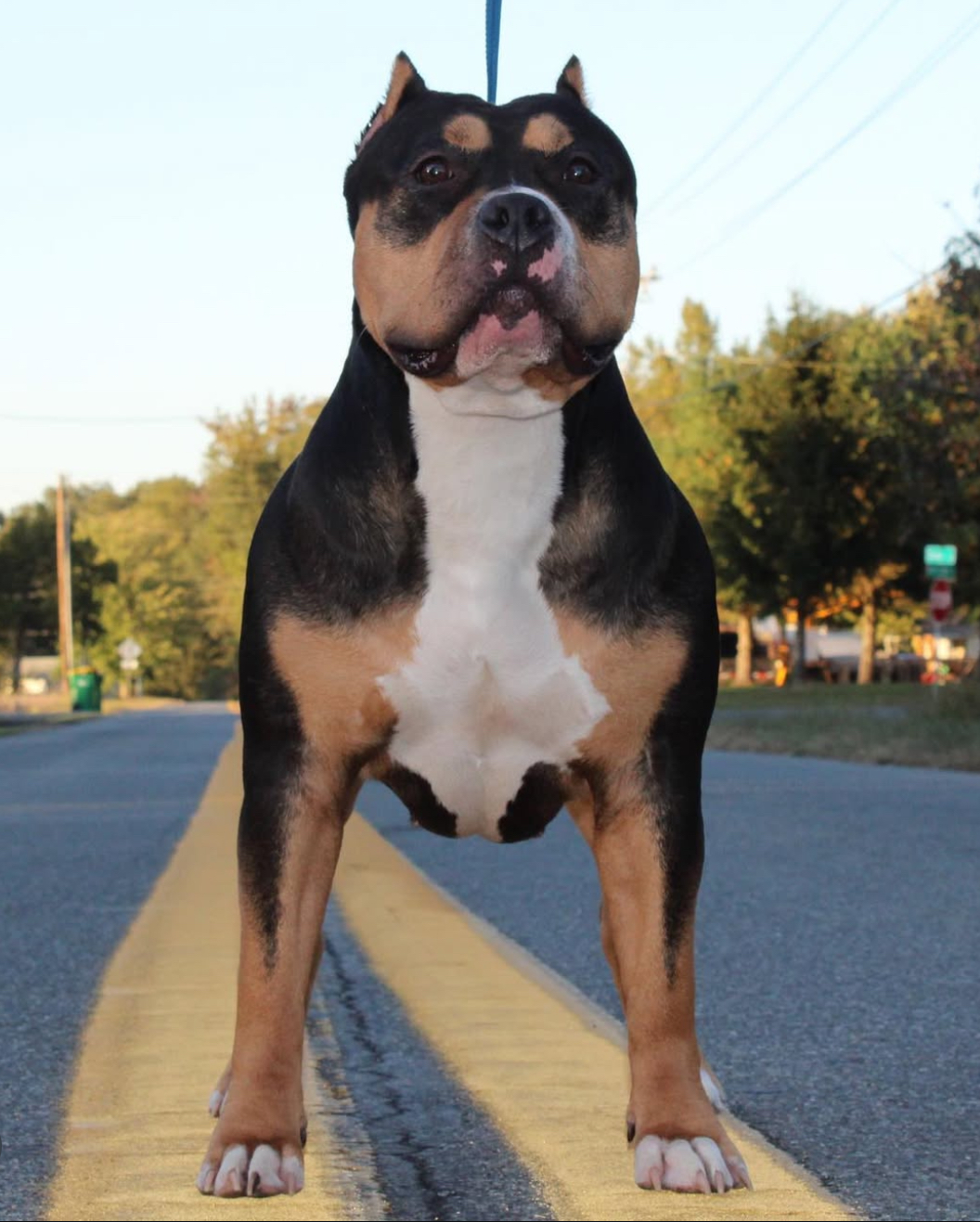 Dog Featured Image
