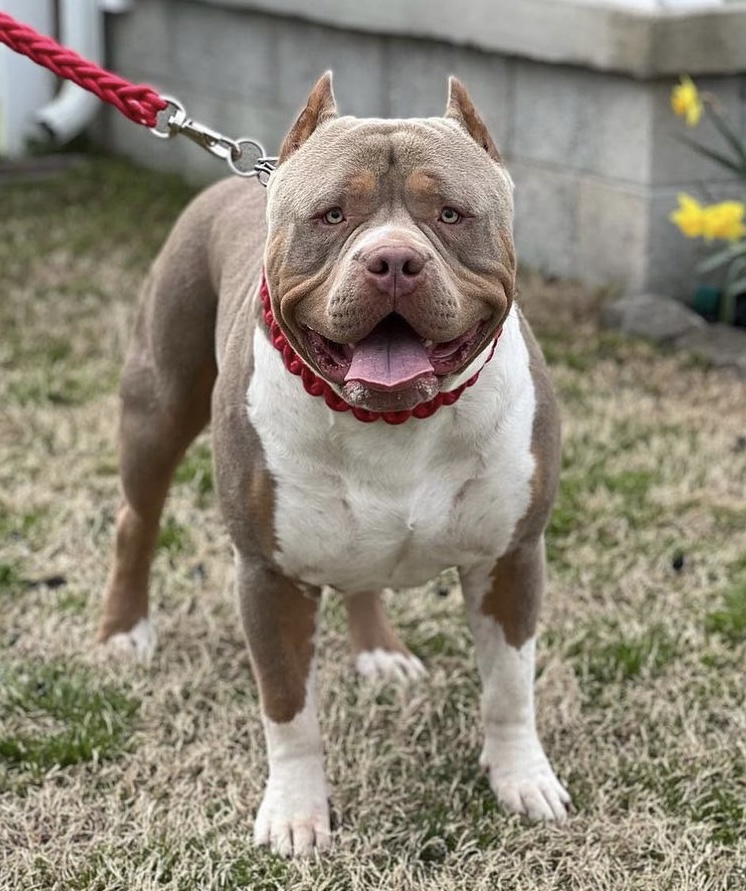 Dog Featured Image