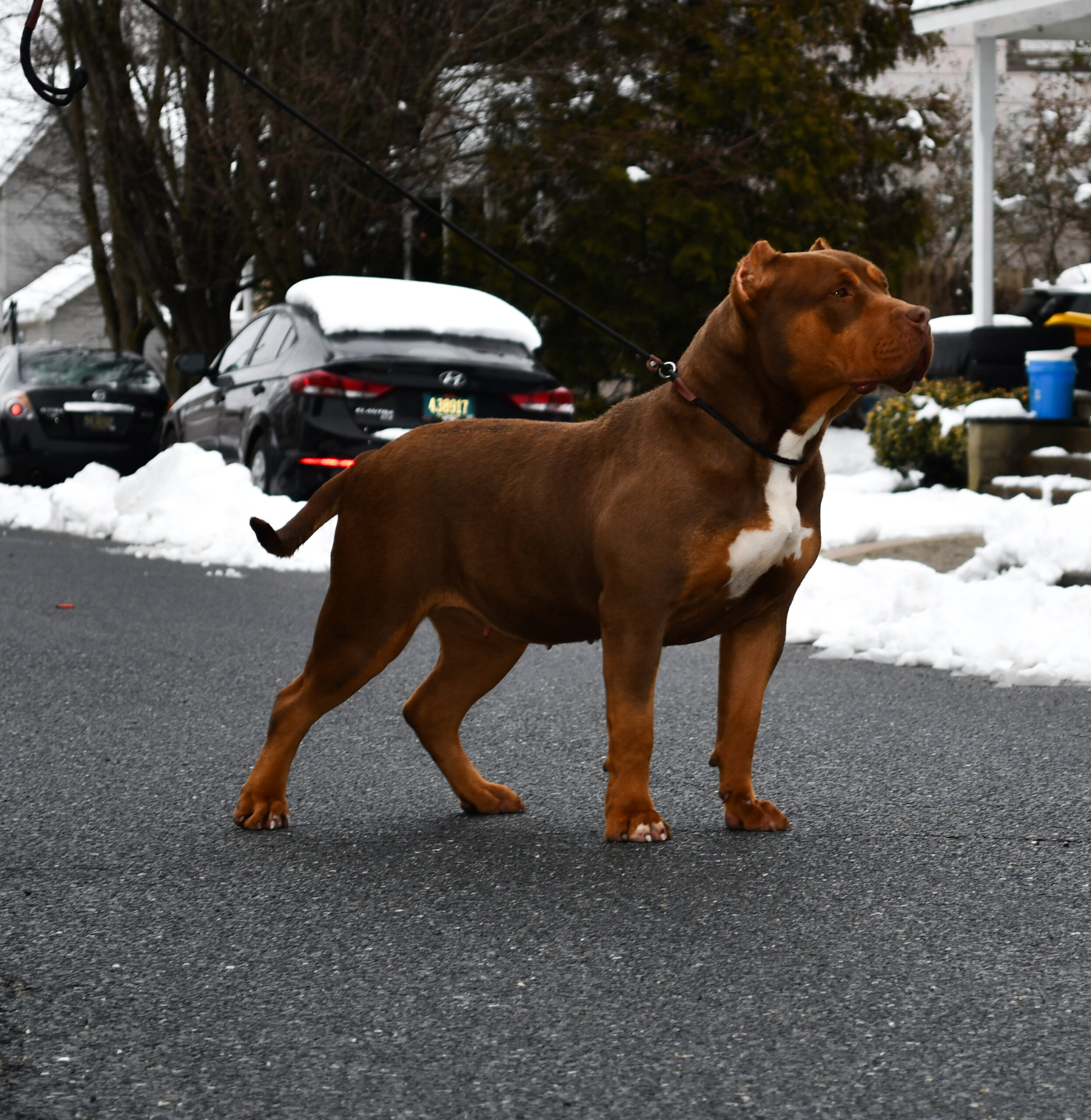 Dog Featured Image