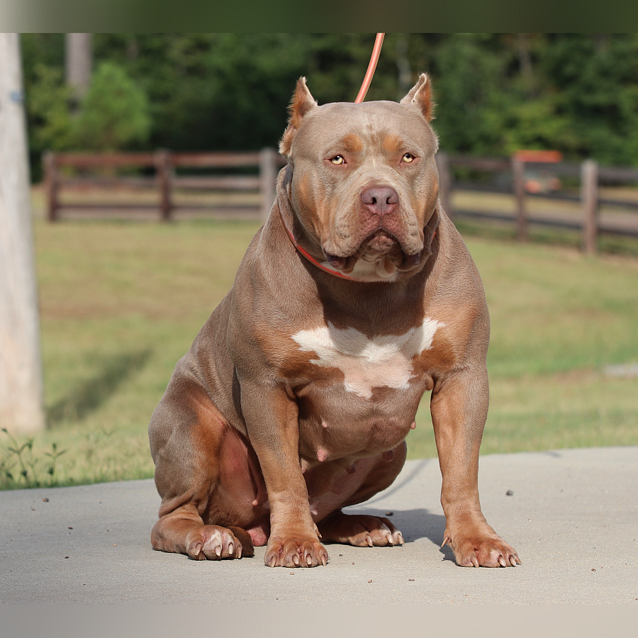 Dog Featured Image