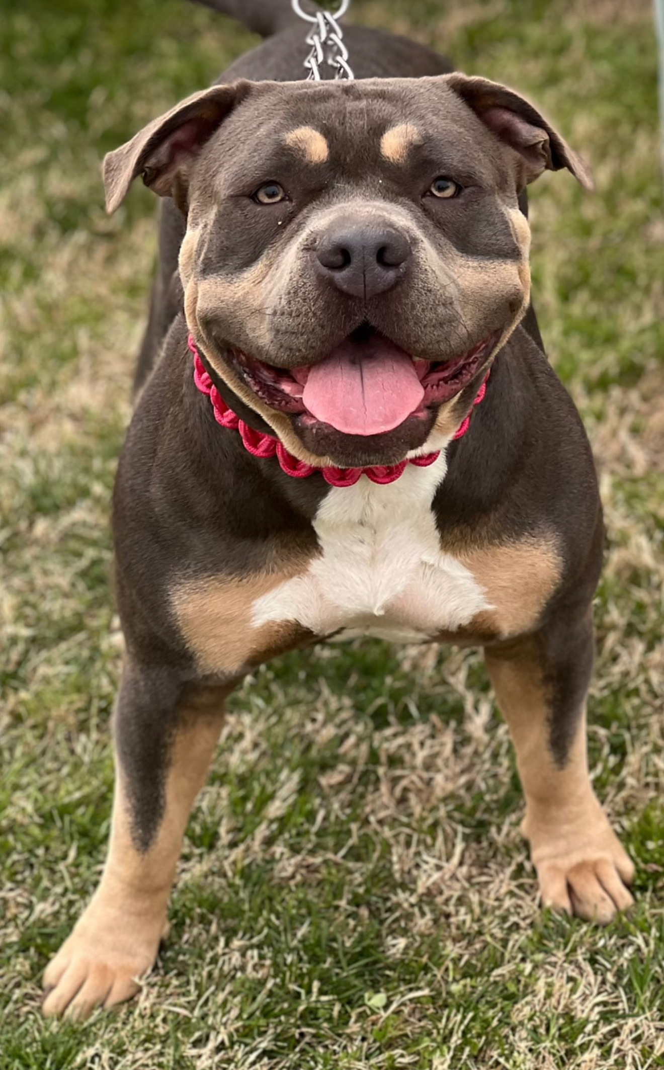 Dog Featured Image