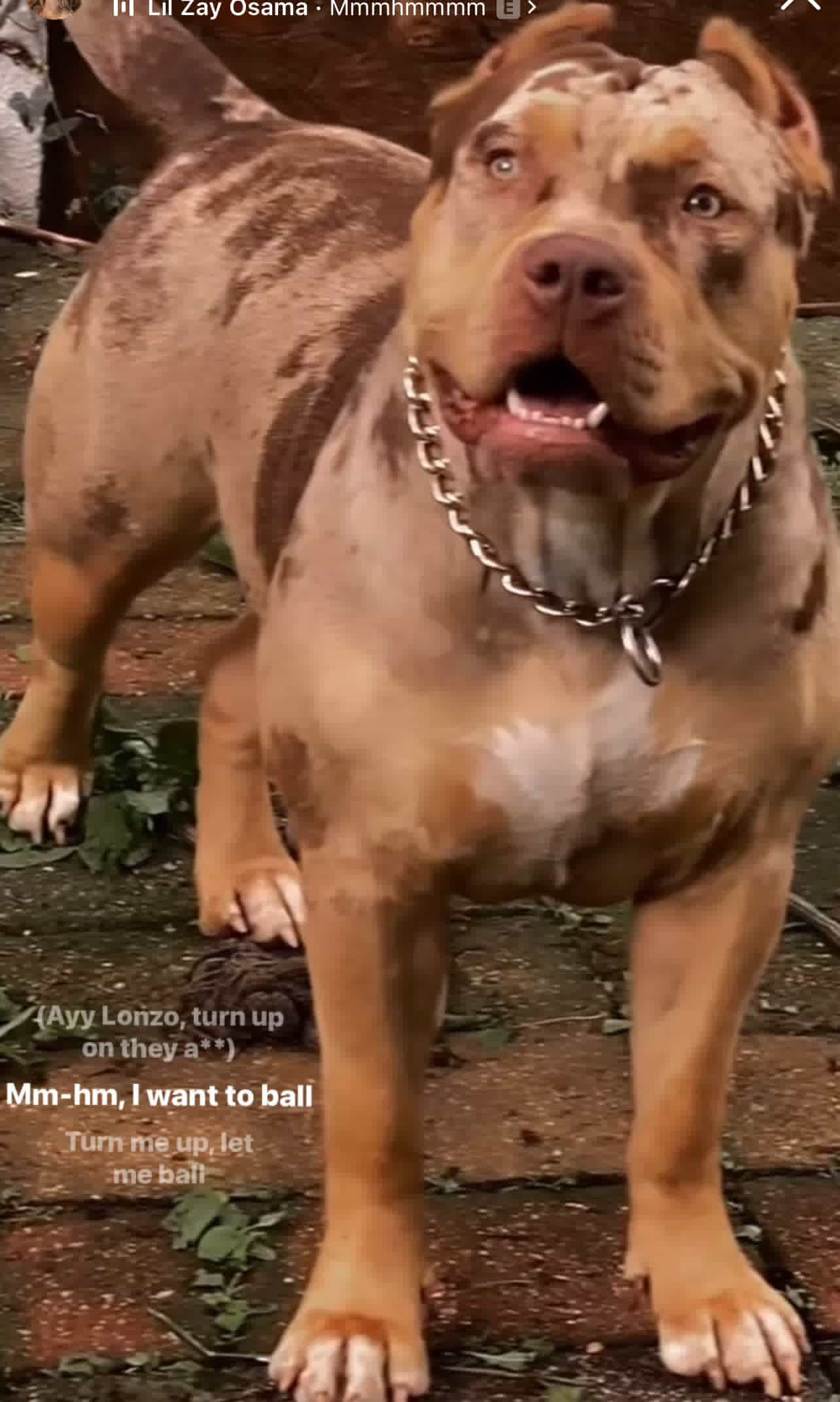 Dog Featured Image