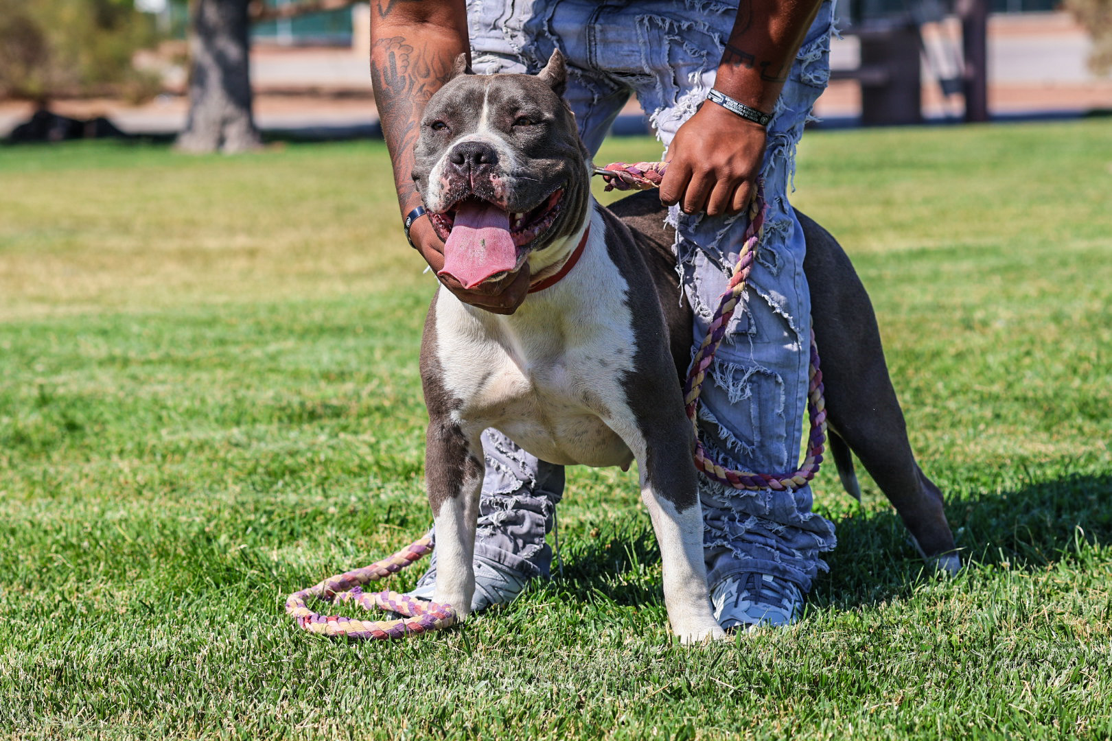 Dog Featured Image
