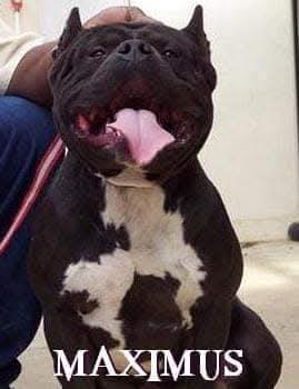 Dog Featured Image