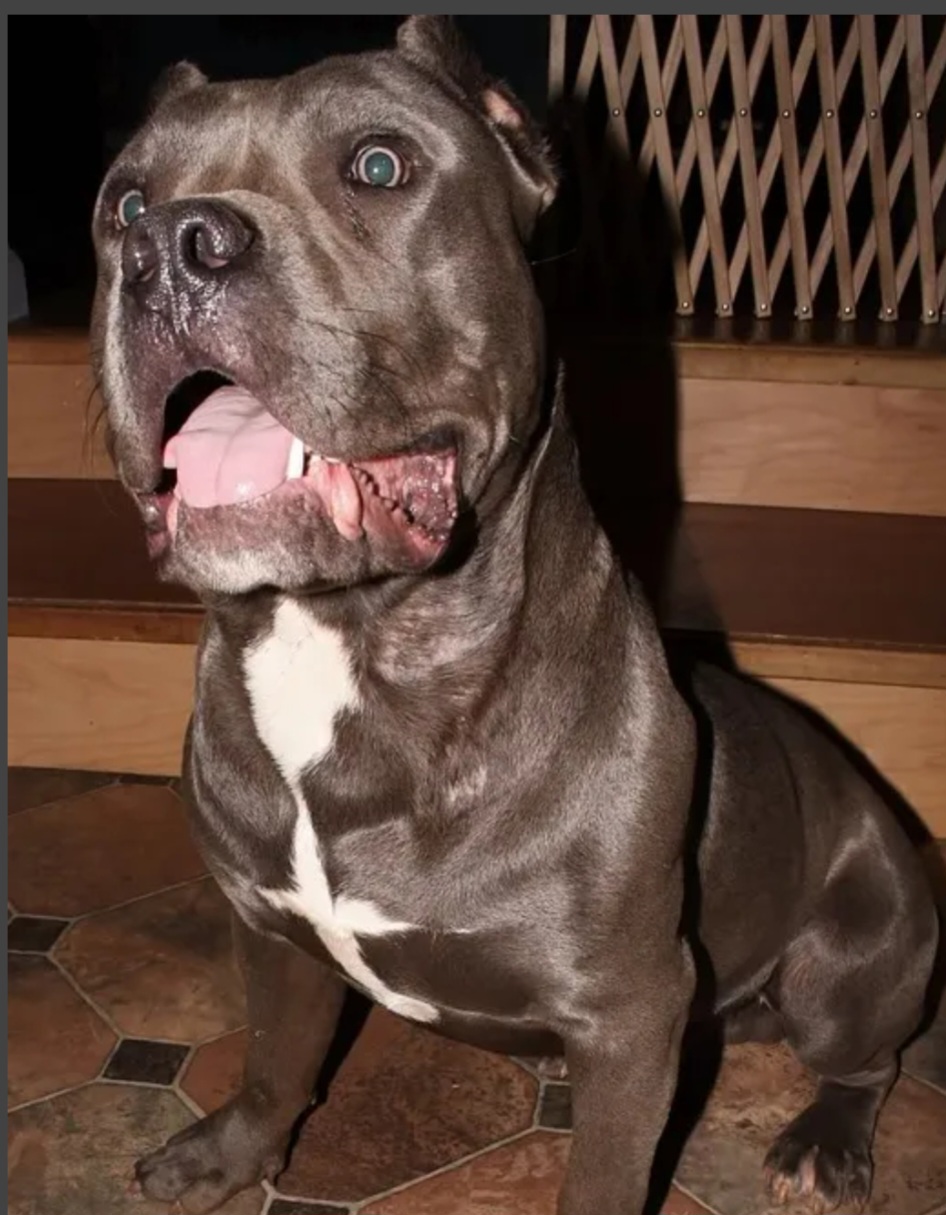 Dog Featured Image