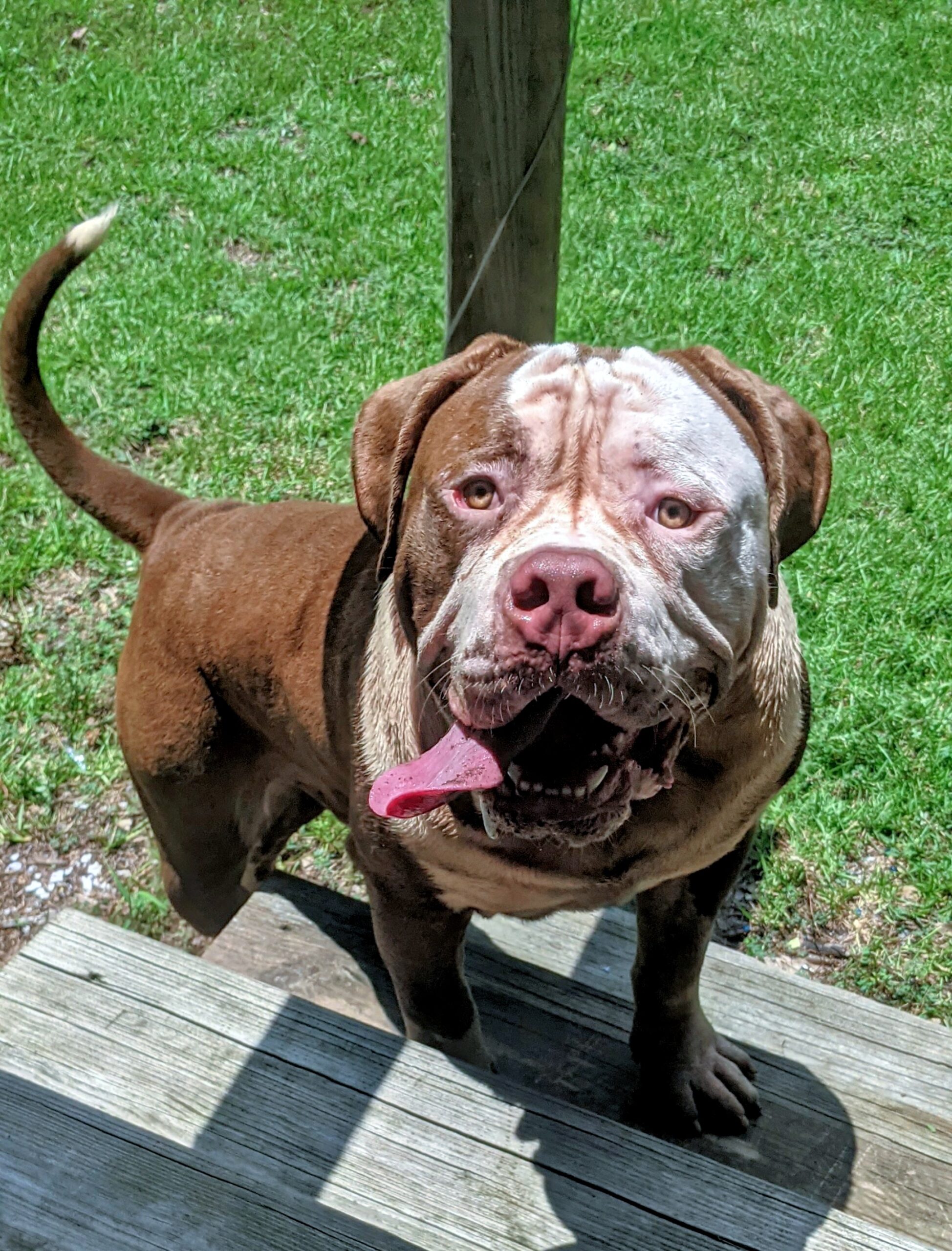 Dog Featured Image