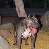 Dog Featured Image