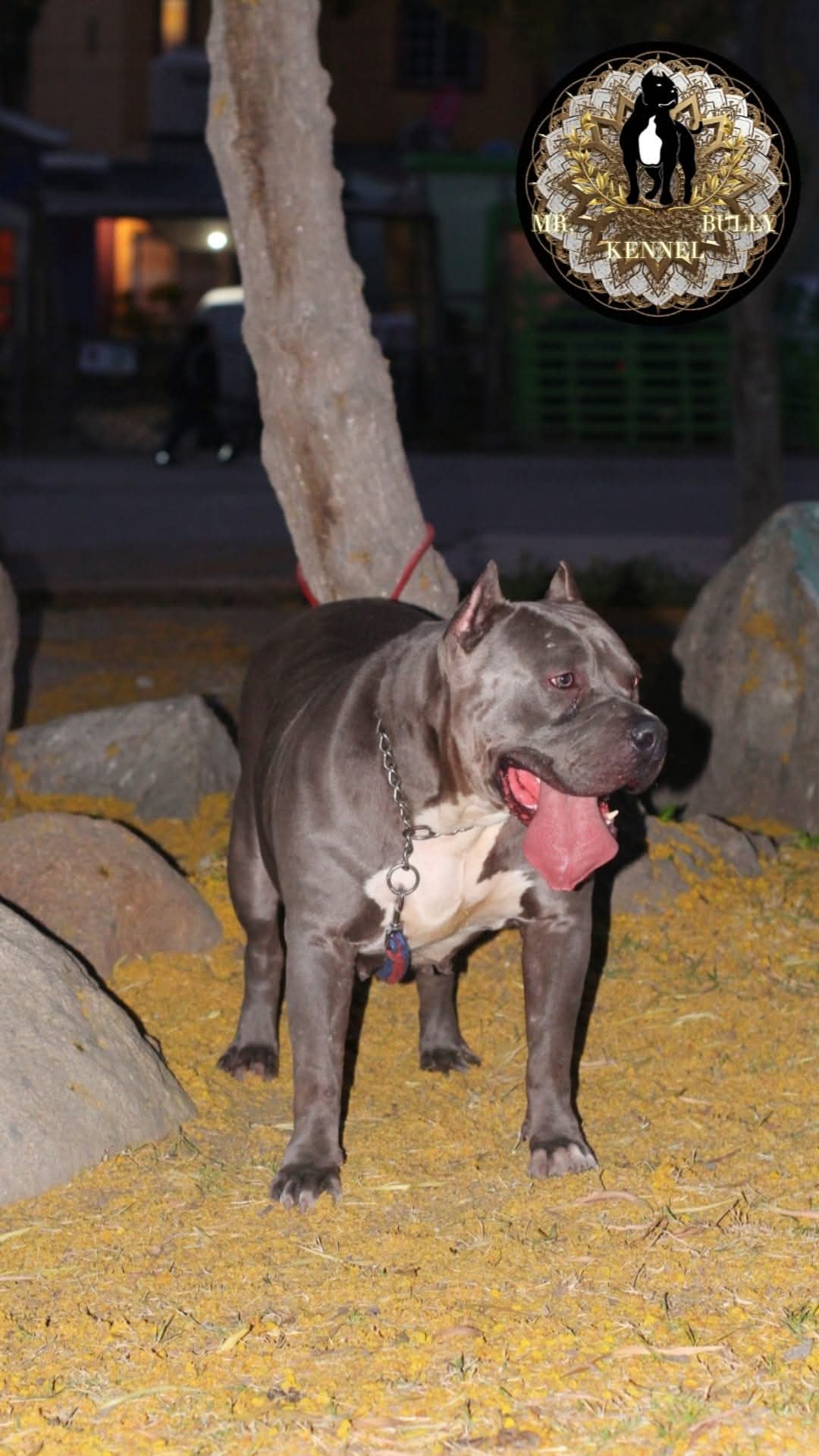 Dog Featured Image