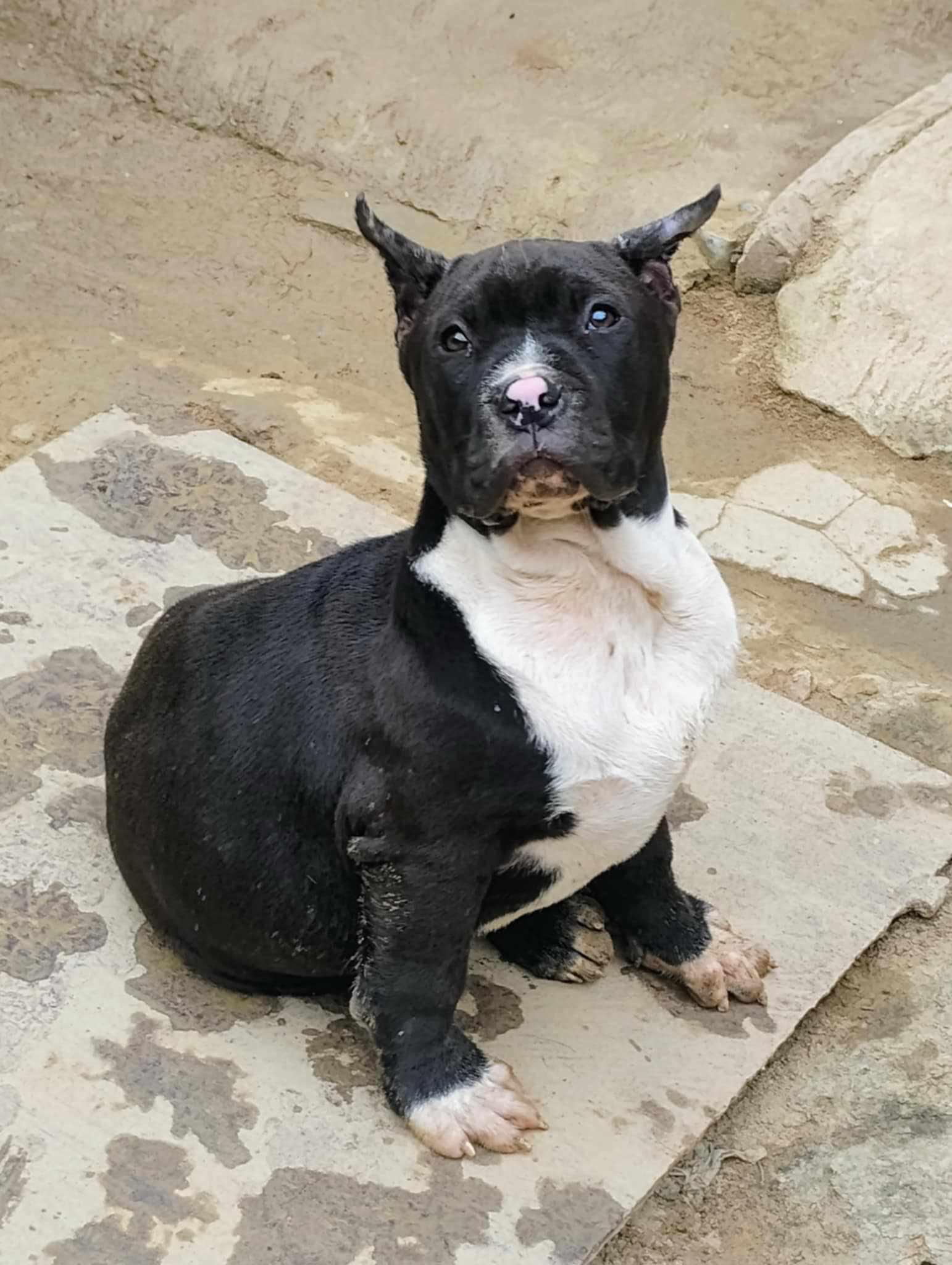 Dog Featured Image
