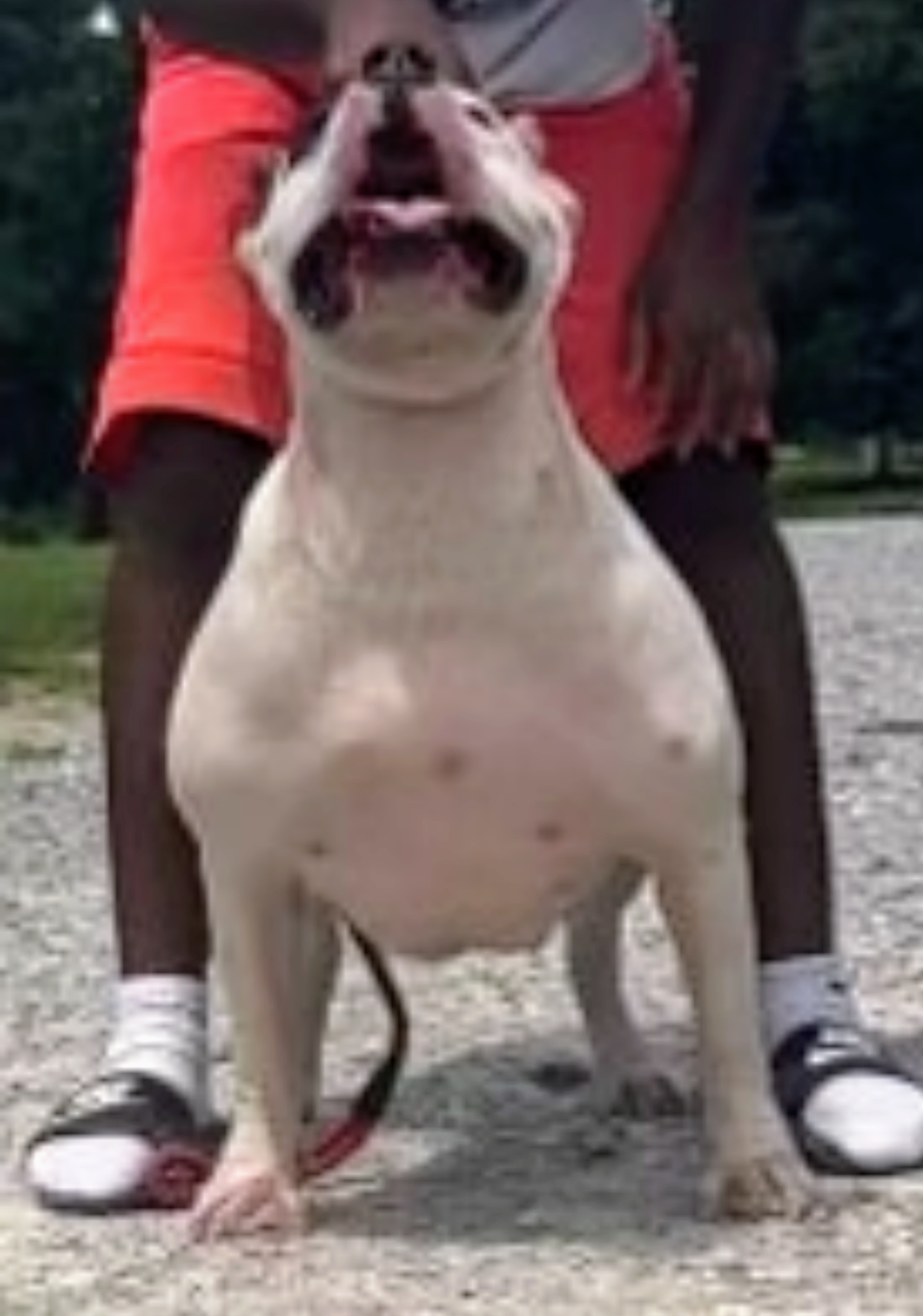 Dog Featured Image