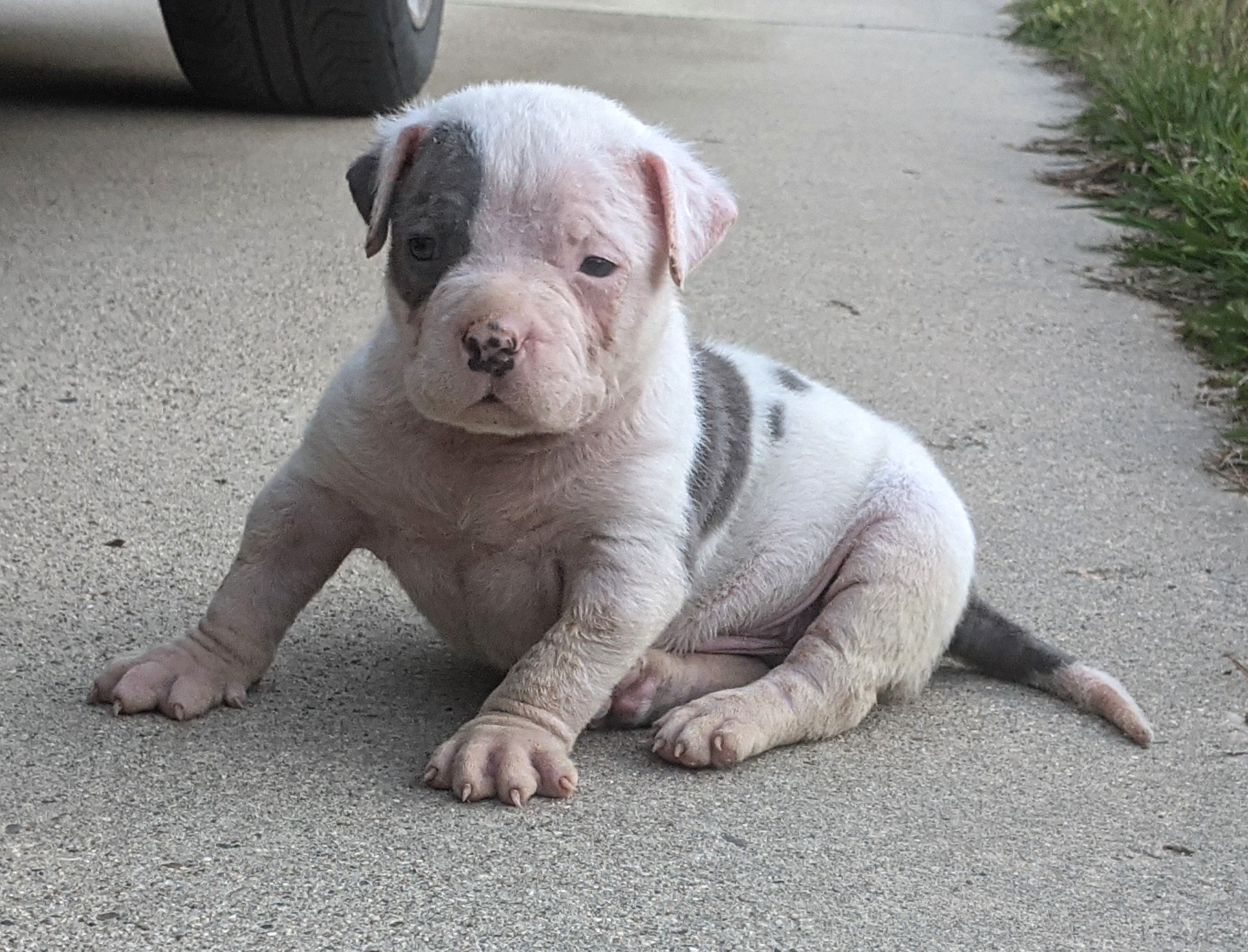 Dog Featured Image