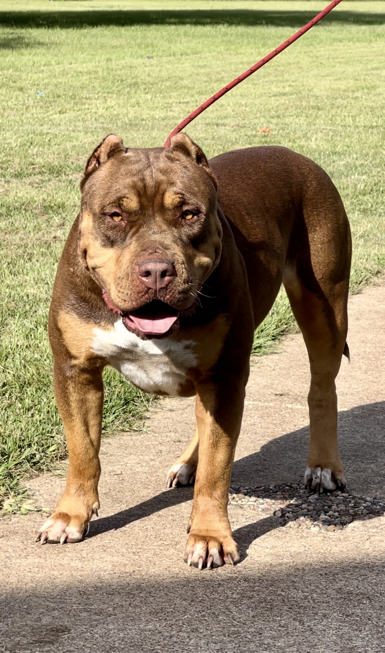 Dog Featured Image