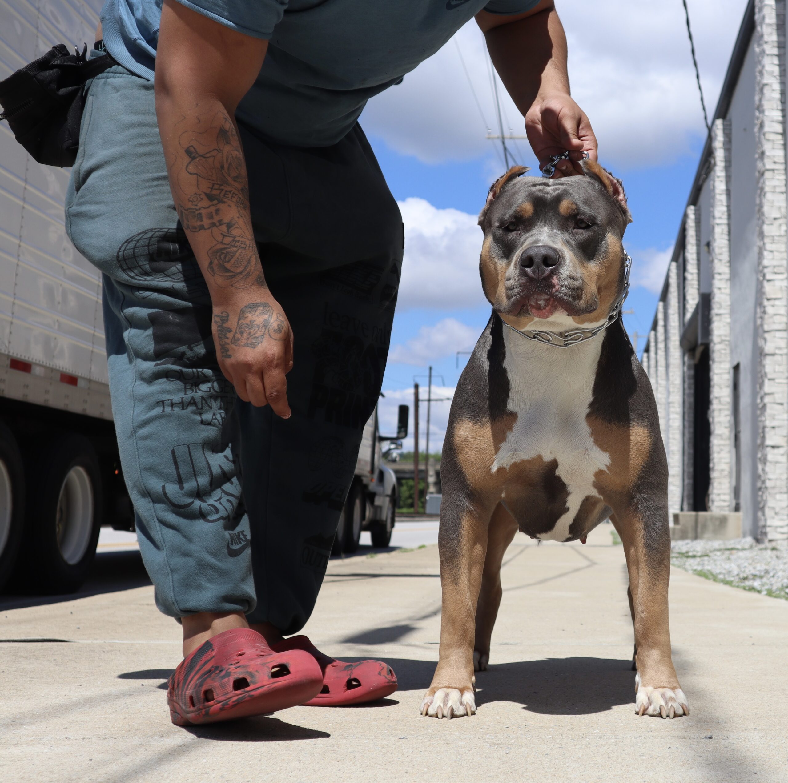 Dog Featured Image