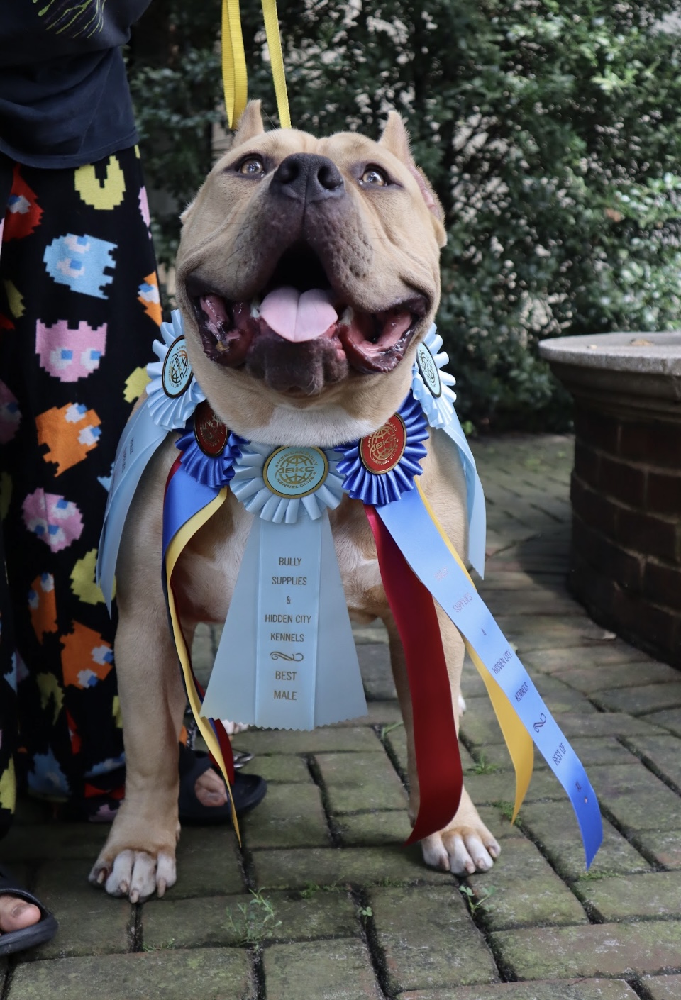 Dog Featured Image
