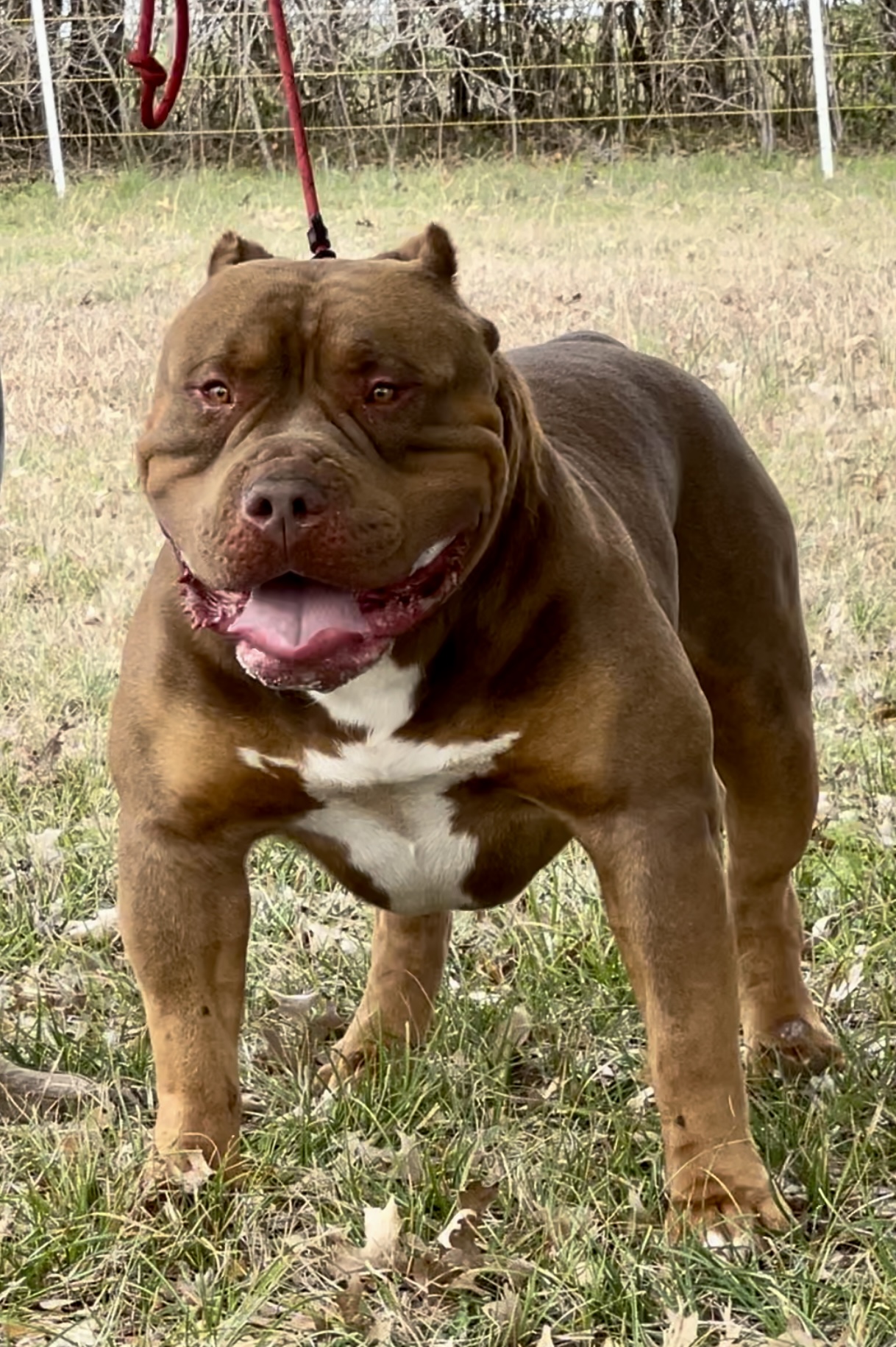 Dog Featured Image