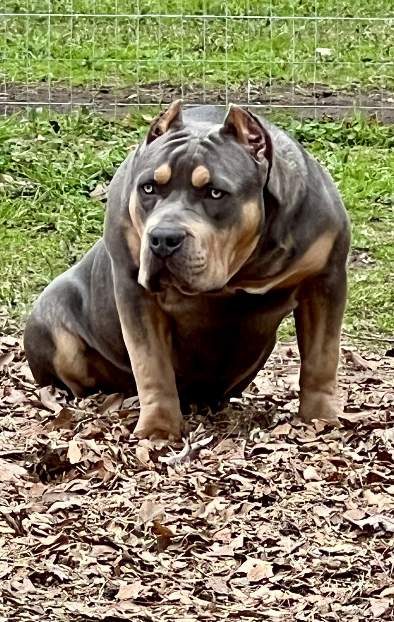 Dog Featured Image