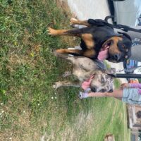 Dog Featured Image