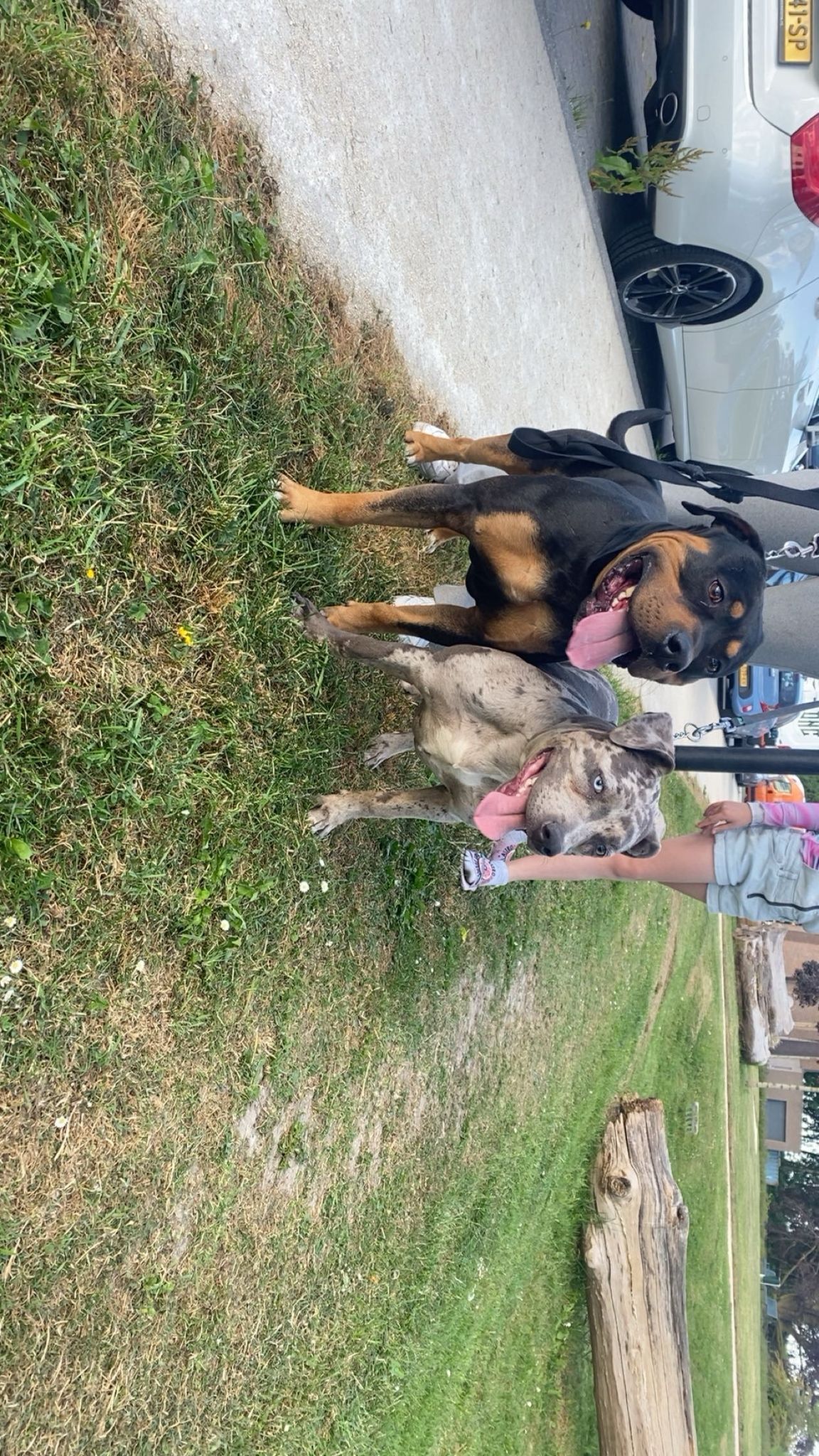 Dog Featured Image
