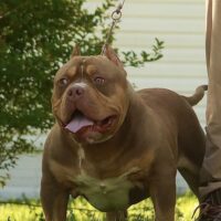Dog Featured Image