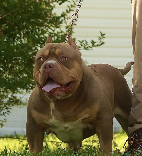 Dog Featured Image