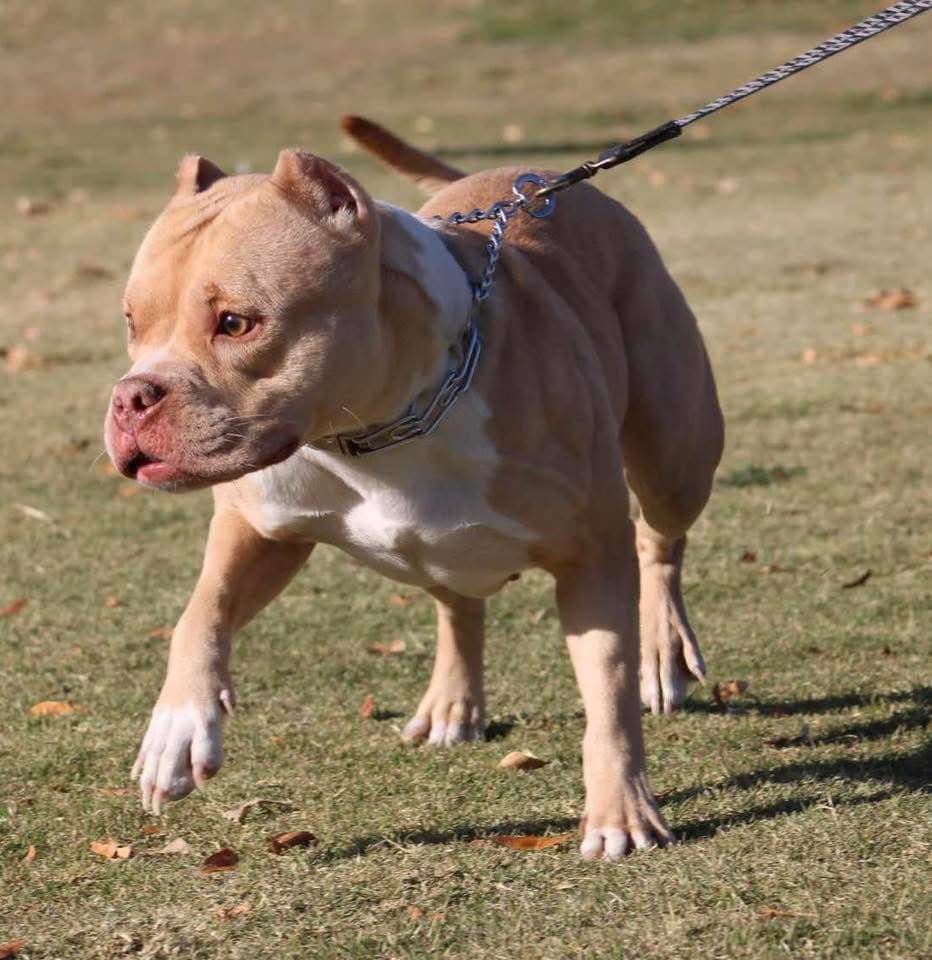 Dog Featured Image
