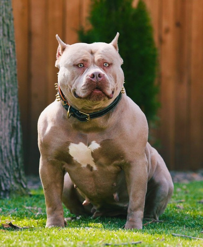 Dog Featured Image