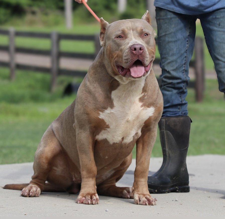 Dog Featured Image