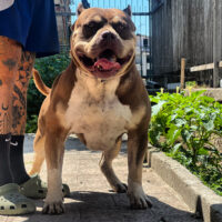 Dog Featured Image